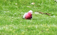 Bird life