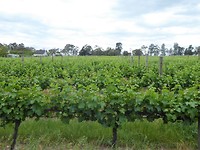 Yarra Valley