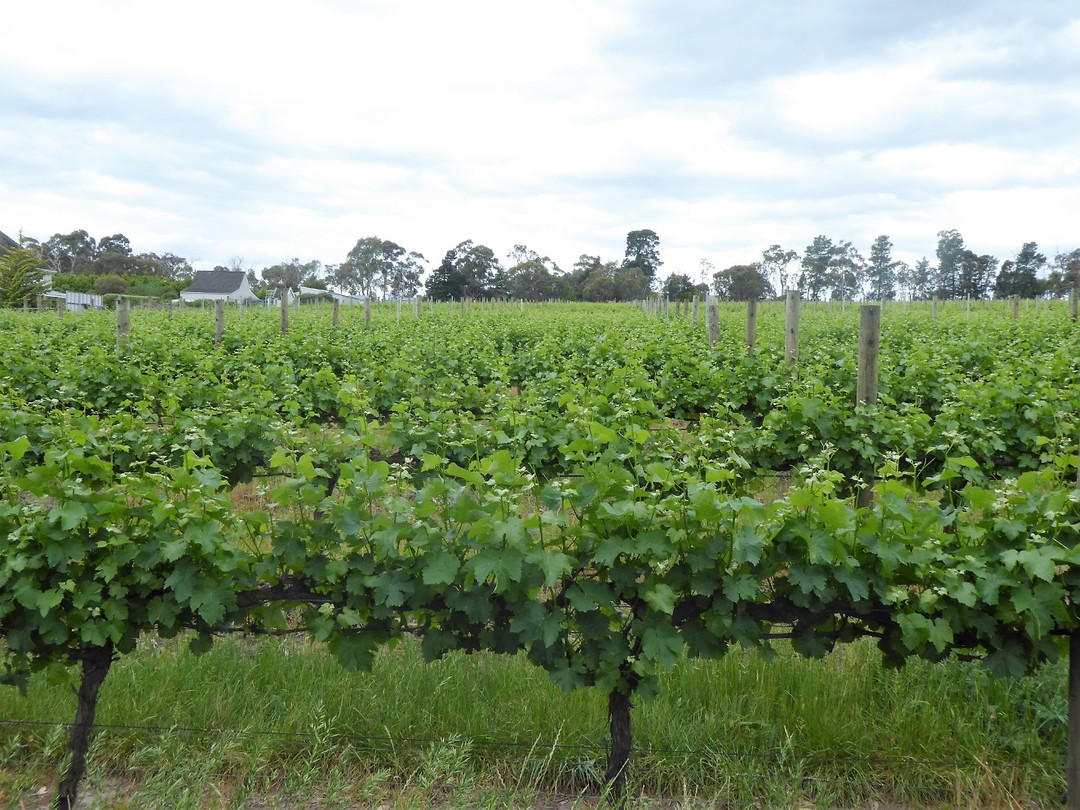 Yarra Valley