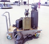 Hobart Airport