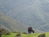 NZ view