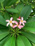 Cook flowers