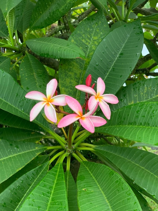 Cook flowers