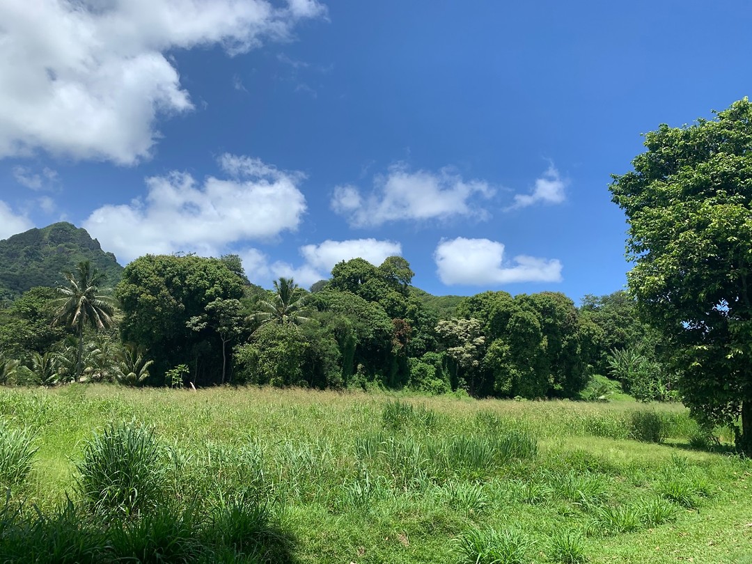 nature