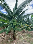 Banana tree