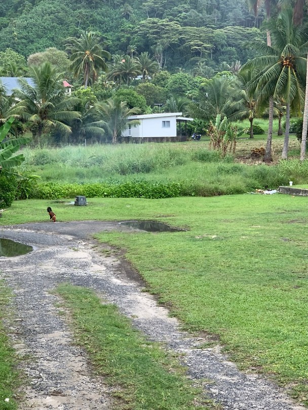 Cook island home