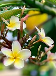 Cook flowers