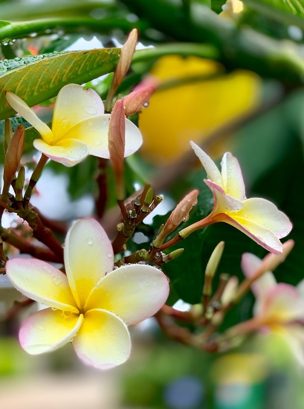 Cook flowers