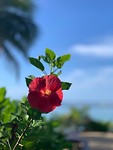 Cook flowers
