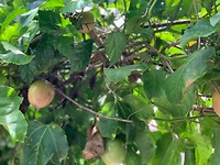 Passion fruit tree