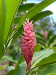 Cook flowers