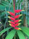 Cook flowers