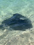 Stingray