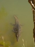 Krokodil in Windjana Gorge