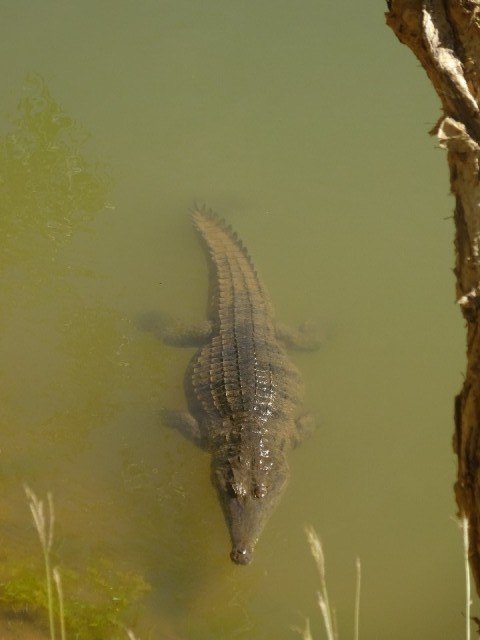Krokodil in Windjana Gorge