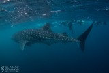Whaleshark
