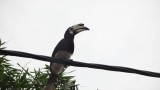 Hornbill 1