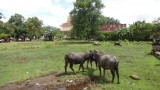 Wat Nokor