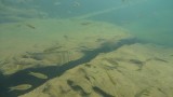 Visjes bij de waterval