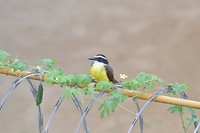De Surinaamse Gele Hekvogel