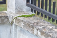 De Surinaamse Groene Hek Hagedis