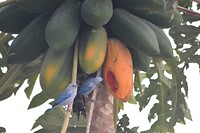 De blauwe papaya mussen