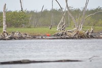 Een Rode (kw)ibis in de Bigi Pan mangrove