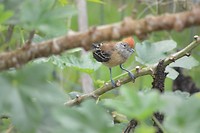 Een vogel
