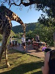 gambert bbq