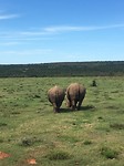 neushoorn kont