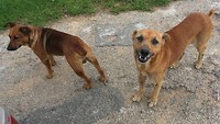 Zwerfhond