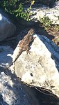 Grote gekko