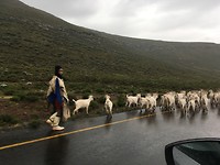 Schapen onderweg
