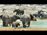 Etosha NP