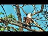 Chobe NP