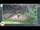 Chengdu Panda, Mao