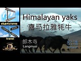 Himalayan yaks between Langmusi and Songpan