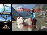 White Yak (Songpan - Chengdu, China)