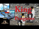 King Penguins on Tierra del Fuego