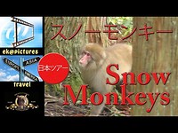 Snow Monkeys