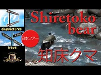 Shiretoko Bear cub playing in the river
