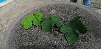 IMG_20220606_104110