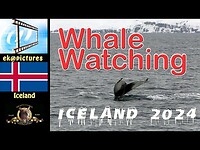 Whale Watching