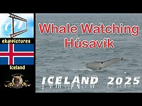 Whale watching Húsavík