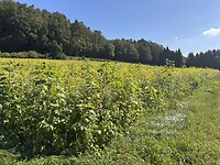 IMG_5098