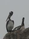Pelicans