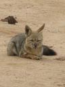 A little fox in the national park Pan de Azucar