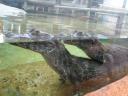 Crocodiles