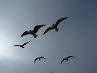 P1000113