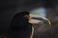 Toekan